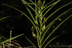 Ceropegia noorjahaniae